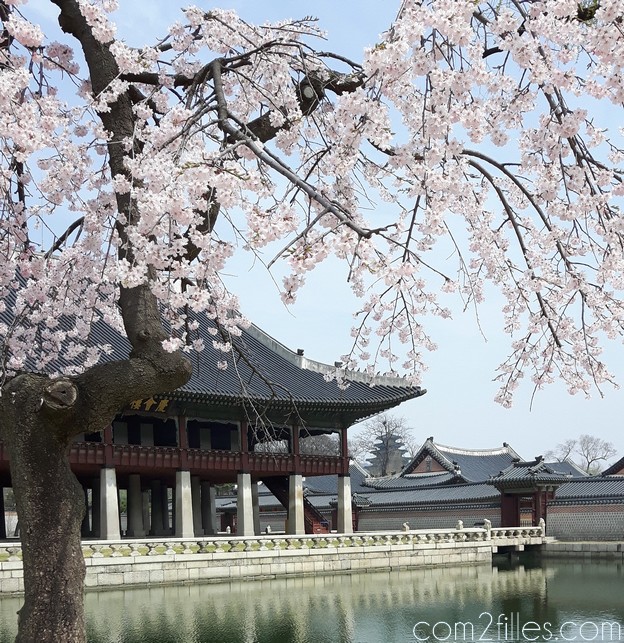 Palais Gyeongbokgung - seoul - fleurs de cerisier